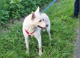 Kokusz, geb. 01.05.2021, 49 cm, wartet auf schon so lange auf ihr Glück (Pflegestelle Deutschland)