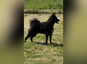 Abel, geb. 01.05.2023, 48 cm, sucht seine aktive Familie