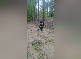 Arthur, geb. 10.03.2024, 48 cm, sucht nach seinen Menschen