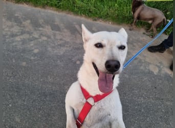 Kokusz, geb. 01.05.2021, 49 cm, wartet auf schon so lange auf ihr Glück (Pflegestelle Deutschland)