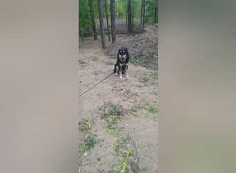 Arthur, geb. 10.03.2024, 48 cm, sucht nach seinen Menschen