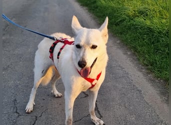 Kokusz, geb. 01.05.2021, 49 cm, wartet auf schon so lange auf ihr Glück (Pflegestelle Deutschland)