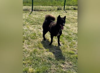 Abel,  geb. 01.05.2023, 48 cm, sucht seine aktive Familie