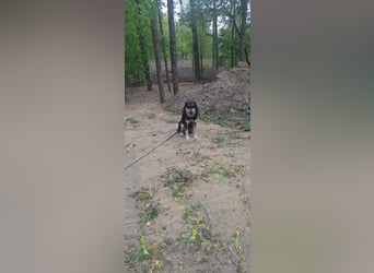 Arthur, geb. 10.03.2024, 48 cm, sucht nach seinen Menschen