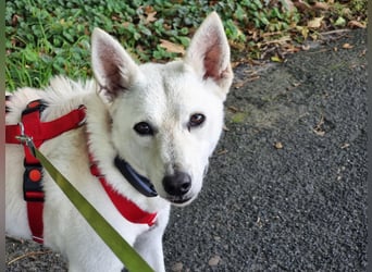 Kokusz, geb. 01.05.2021, 49 cm, wartet auf schon so lange auf ihr Glück (Pflegestelle Deutschland)