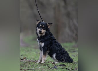 Arthur, geb. 10.03.2024, 48 cm, sucht nach seinen Menschen