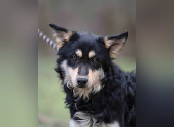 Arthur, geb. 10.03.2024, 48 cm, sucht nach seinen Menschen