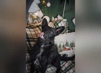 Bendegúz aktiver freundlicher  Mudi Schäferhund Mix