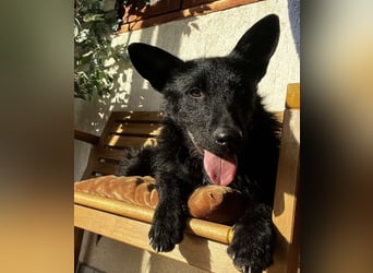 Bendegúz aktiver freundlicher  Mudi Schäferhund Mix