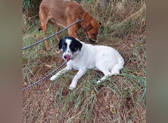 Toronto Mudi Border Collie Mix m scheu mit großem Herz