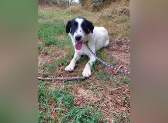 Toronto Mudi Border Collie Mix m scheu mit großem Herz