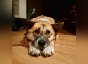 Tanja nette freundliche Hündin mit besonderem Charme