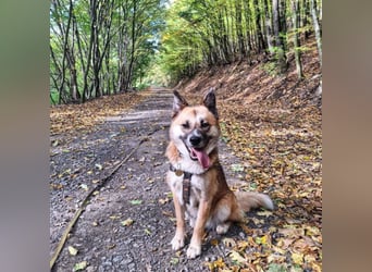 Tanja nette freundliche Hündin mit besonderem Charme