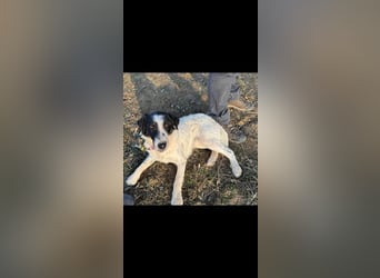 Toronto Mudi Border Collie Mix m scheu mit großem Herz