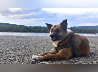 Tanja nette freundliche Hündin mit besonderem Charme