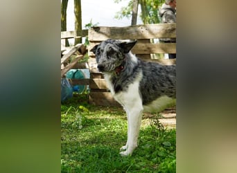 Sajo VA freundlich zurückhaltend mit großem Herz