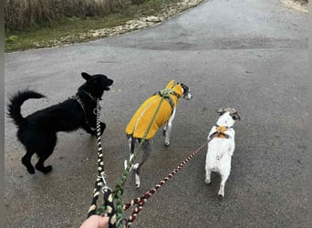 Bendegúz aktiver freundlicher  Mudi Schäferhund Mix