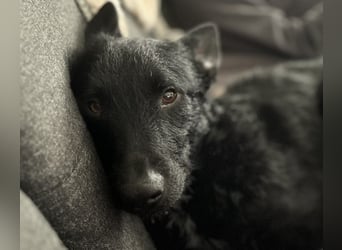 Bendegúz aktiver freundlicher  Mudi Schäferhund Mix