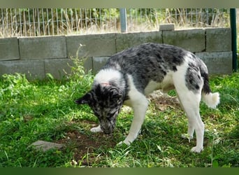 Sajo VA freundlich zurückhaltend mit großem Herz