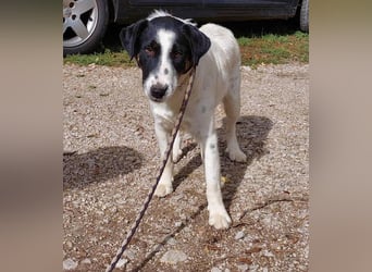 Toronto Mudi Border Collie Mix m scheu mit großem Herz