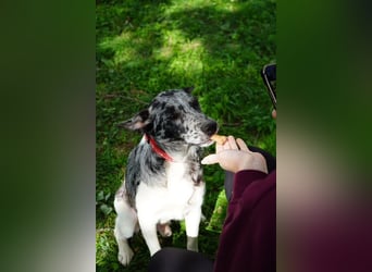 Sajo VA freundlich zurückhaltend mit großem Herz