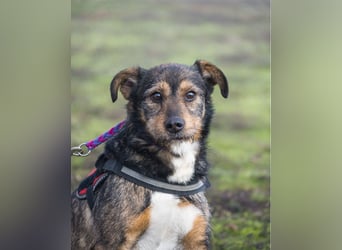 Mazsola SI - lieb, anhänglich