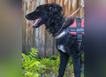 Eben SI, mag Kinder und Hunde
