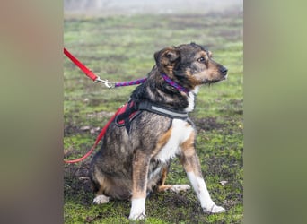 Mazsola SI - lieb, anhänglich