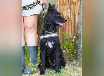 Eben SI, mag Kinder und Hunde