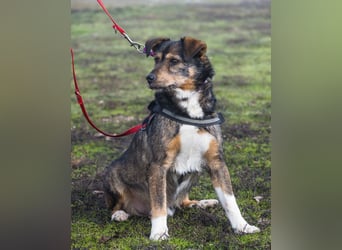 Mazsola SI - lieb, anhänglich