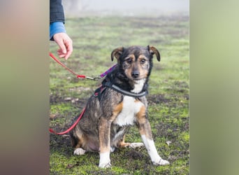 Mazsola SI - lieb, anhänglich