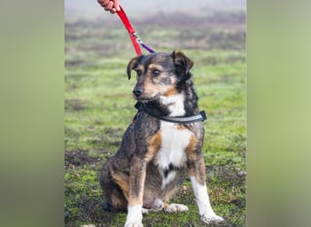 Mazsola SI - lieb, anhänglich