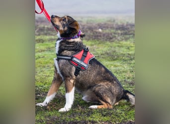 Mazsola SI - lieb, anhänglich