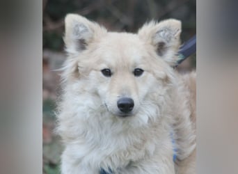 Albert 45cm 11/2023 wartet in Müden auf ein Zuhause