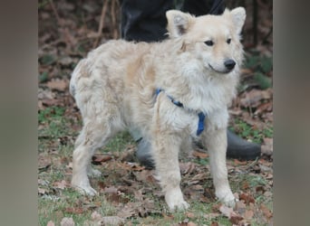 Albert 45cm 11/2023 wartet in Müden auf ein Zuhause