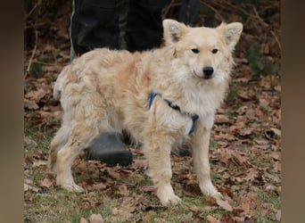 Albert 45cm 11/2023 wartet in Müden auf ein Zuhause