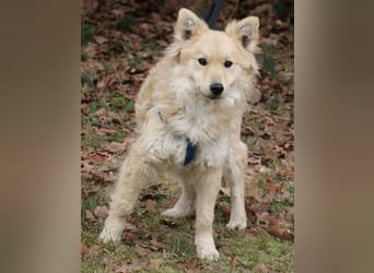 Albert 45cm 11/2023 wartet in Müden auf ein Zuhause