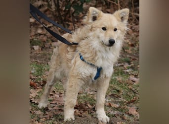 Albert 45cm 11/2023 wartet in Müden auf ein Zuhause