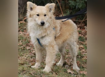 Albert 45cm 11/2023 wartet in Müden auf ein Zuhause