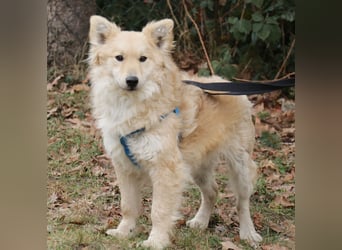 Albert 45cm 11/2023 wartet in Müden auf ein Zuhause