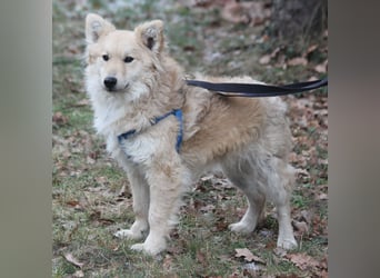 Albert 45cm 11/2023 wartet in Müden auf ein Zuhause