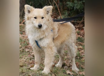 Albert 45cm 11/2023 wartet in Müden auf ein Zuhause