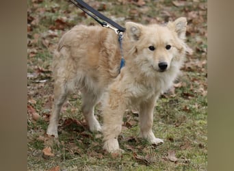 Albert 45cm 11/2023 wartet in Müden auf ein Zuhause