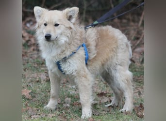 Albert 45cm 11/2023 wartet in Müden auf ein Zuhause