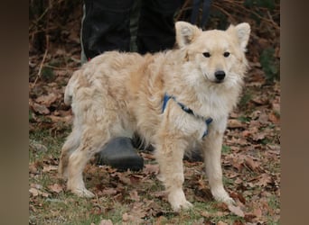 Albert 45cm 11/2023 wartet in Müden auf ein Zuhause