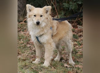 Albert 45cm 11/2023 wartet in Müden auf ein Zuhause