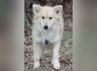 Albert 45cm 11/2023 wartet in Müden auf ein Zuhause