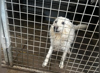 Fido sucht ein gutes Zuhause!