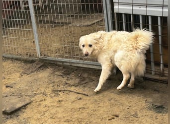 Fido sucht ein gutes Zuhause!