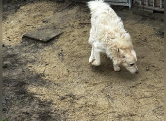 Fido sucht ein gutes Zuhause!